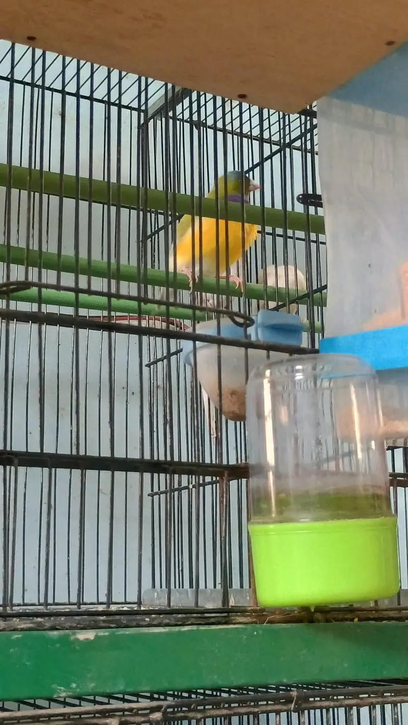 star finches — photo 3
