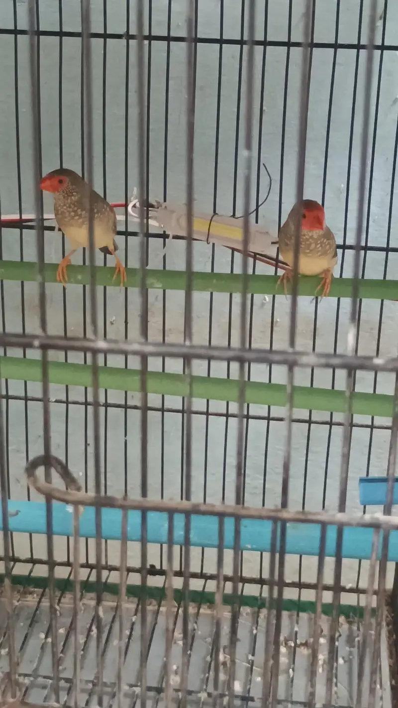 star finches — photo 4