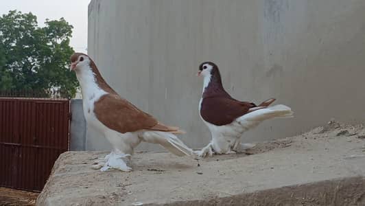 German sherazi male 3185461922