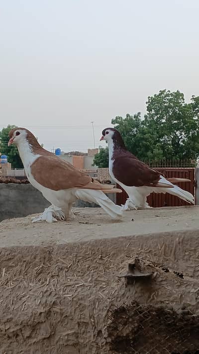German sherazi male 3185461922