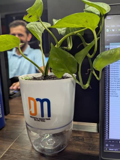 Branded Money Plant for Sale