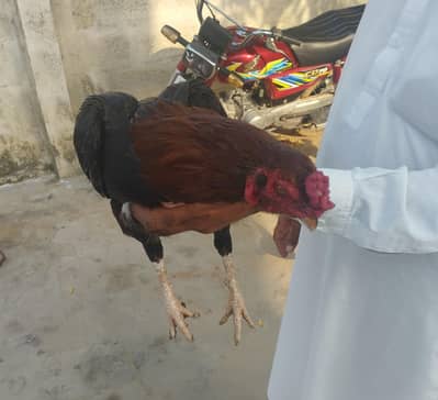 Mianwali Lakha Aseel