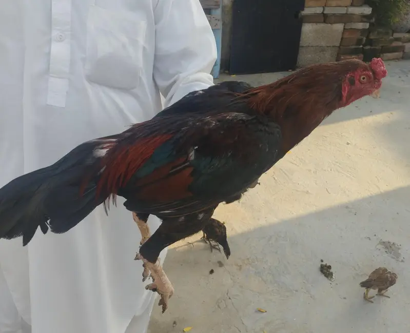 Mianwali Lakha Aseel — photo 2