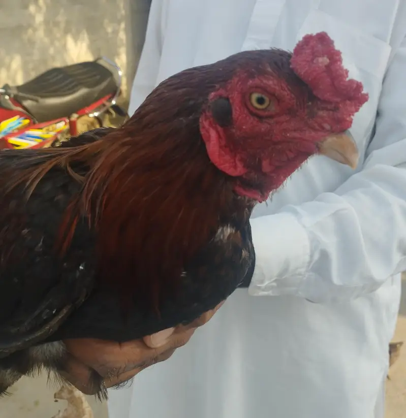 Mianwali Lakha Aseel — photo 3