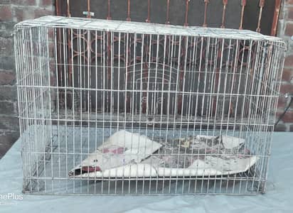 hen n parrot cage with strong jist wires