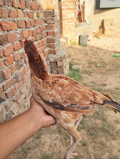 Aseel hen for slae