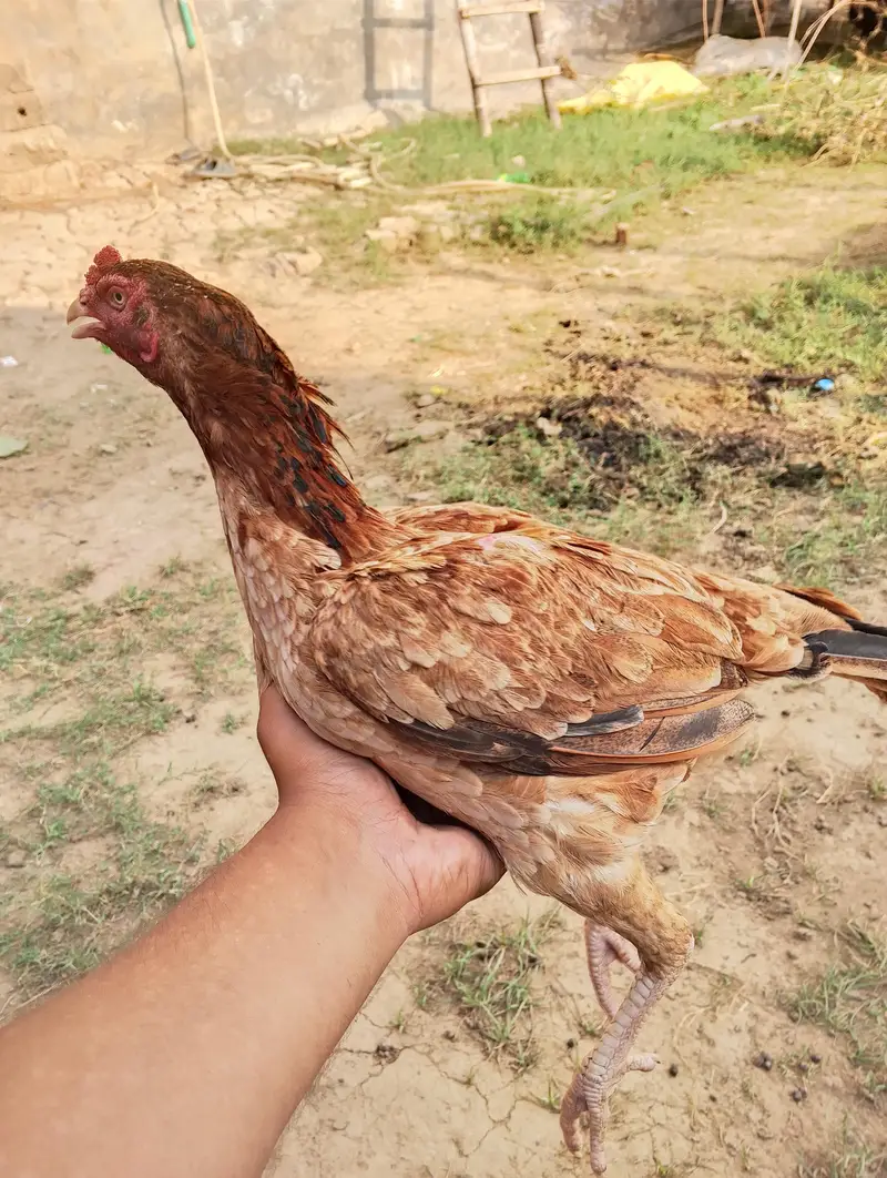 Aseel hen for slae — photo 2
