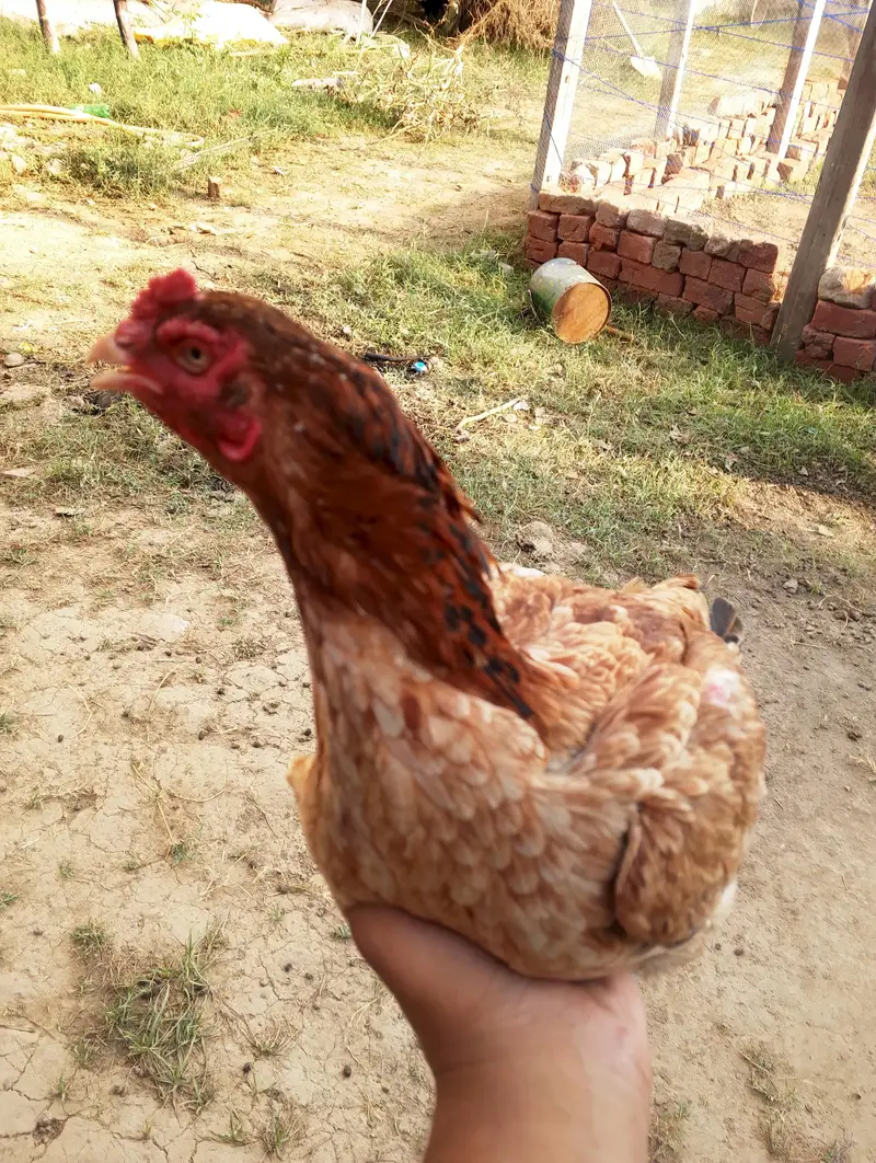 Aseel hen for slae — photo 3