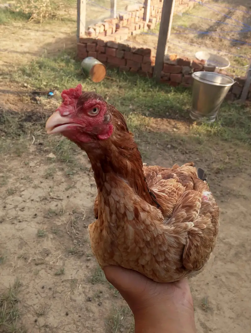 Aseel hen for slae — photo 4