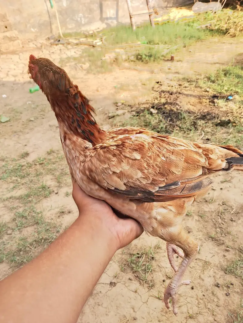 Aseel hen for slae — photo 5
