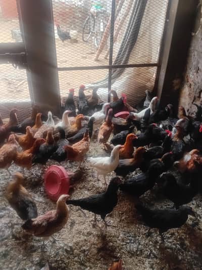 pure desi hens for sale ready for eggs