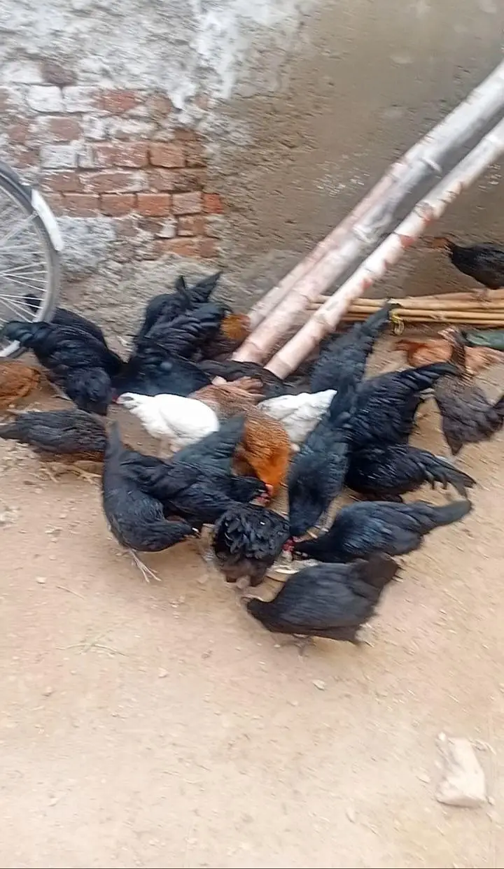 pure desi hens for sale ready for eggs — photo 2