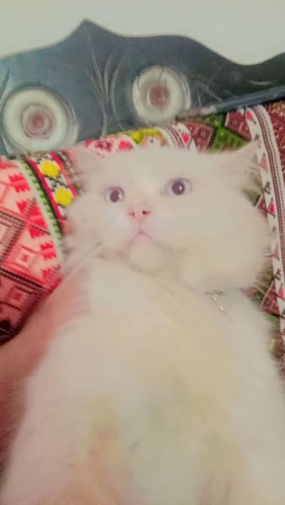 cat for sale