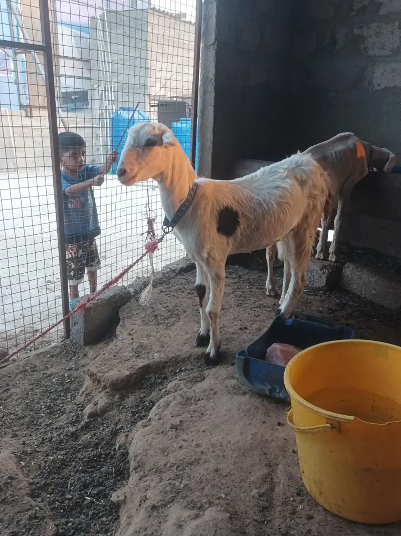 abluk teddy gubn garntid — photo 2