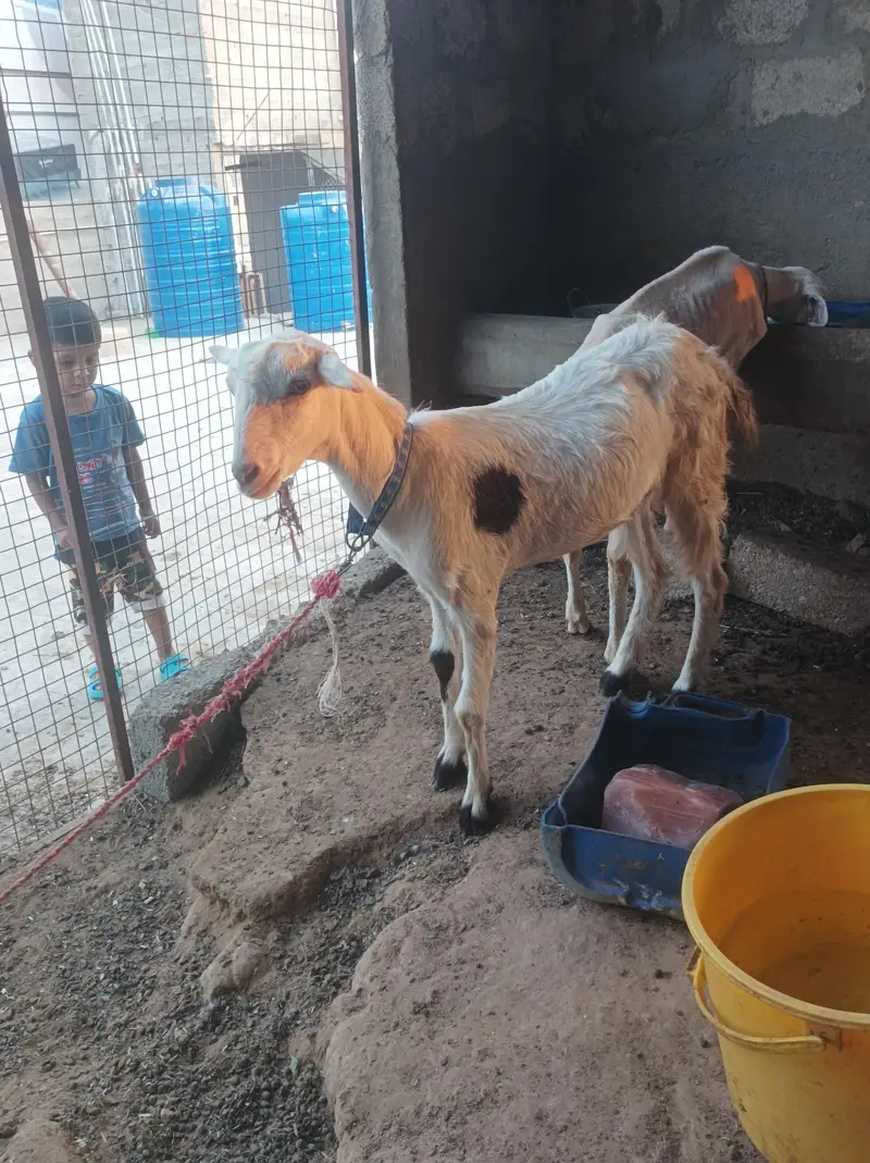 abluk teddy gubn garntid — photo 4
