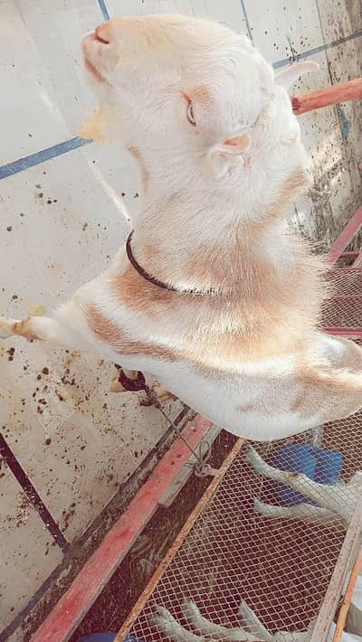 Tedda Bakra abluk