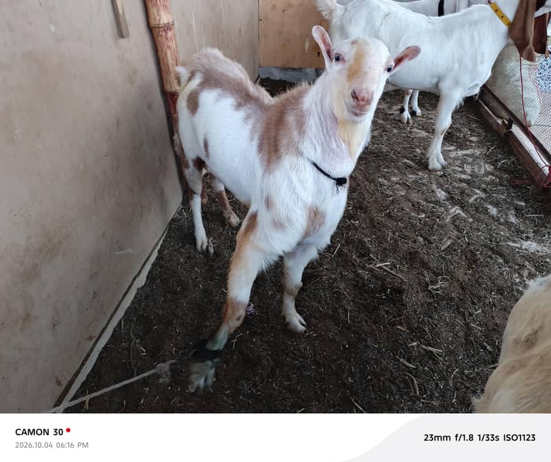 Tedda Bakra abluk 1