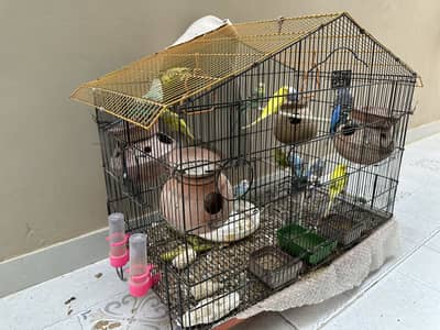 Birds with cage for sale.