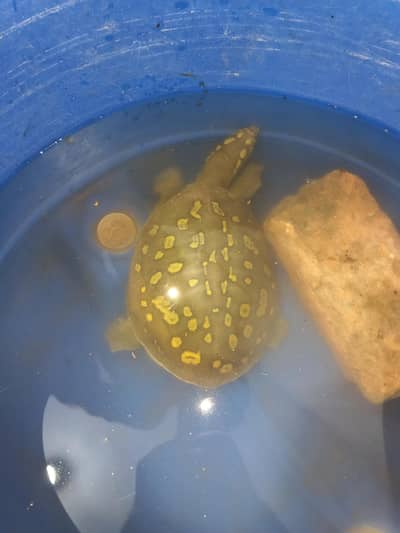 water turtle