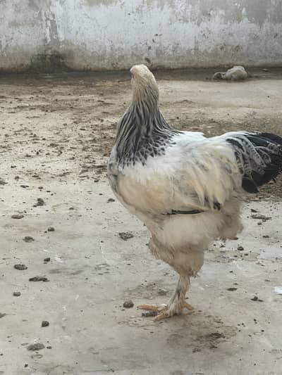 Heavy brahma pair urgent sale