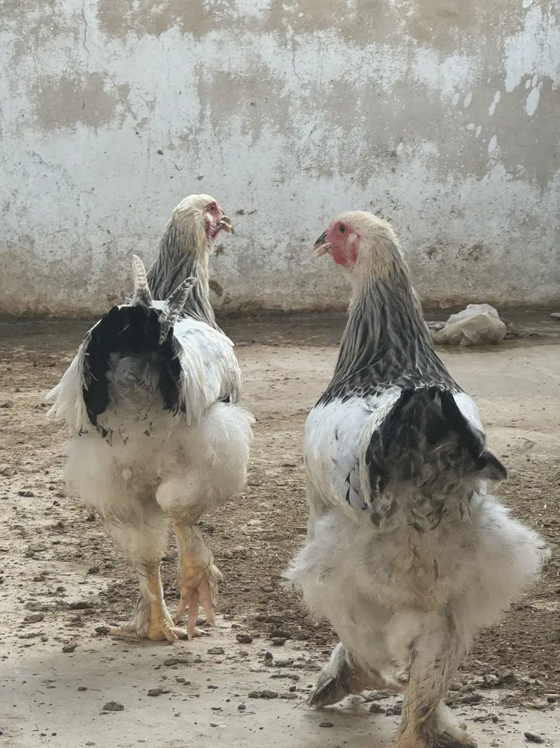 Heavy brahma pair urgent sale — photo 2