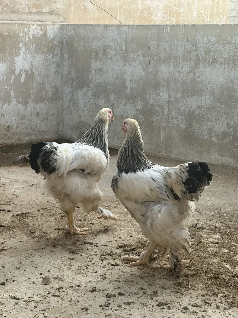 Heavy brahma pair urgent sale — photo 3