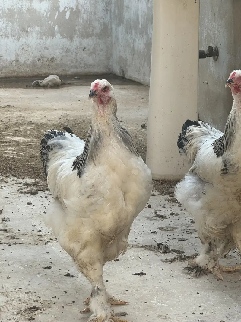 Heavy brahma pair urgent sale — photo 4