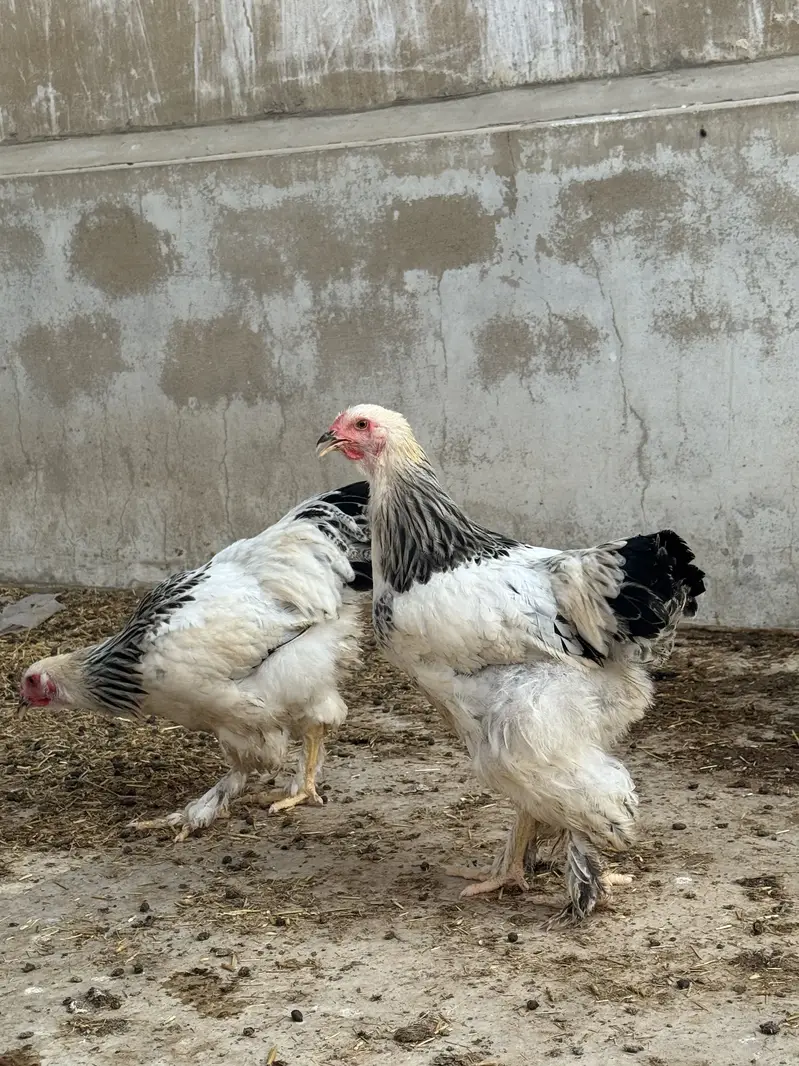 Heavy brahma pair urgent sale — photo 5