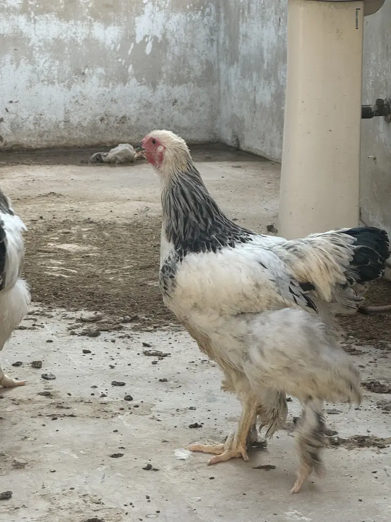 Heavy brahma pair urgent sale — photo 6