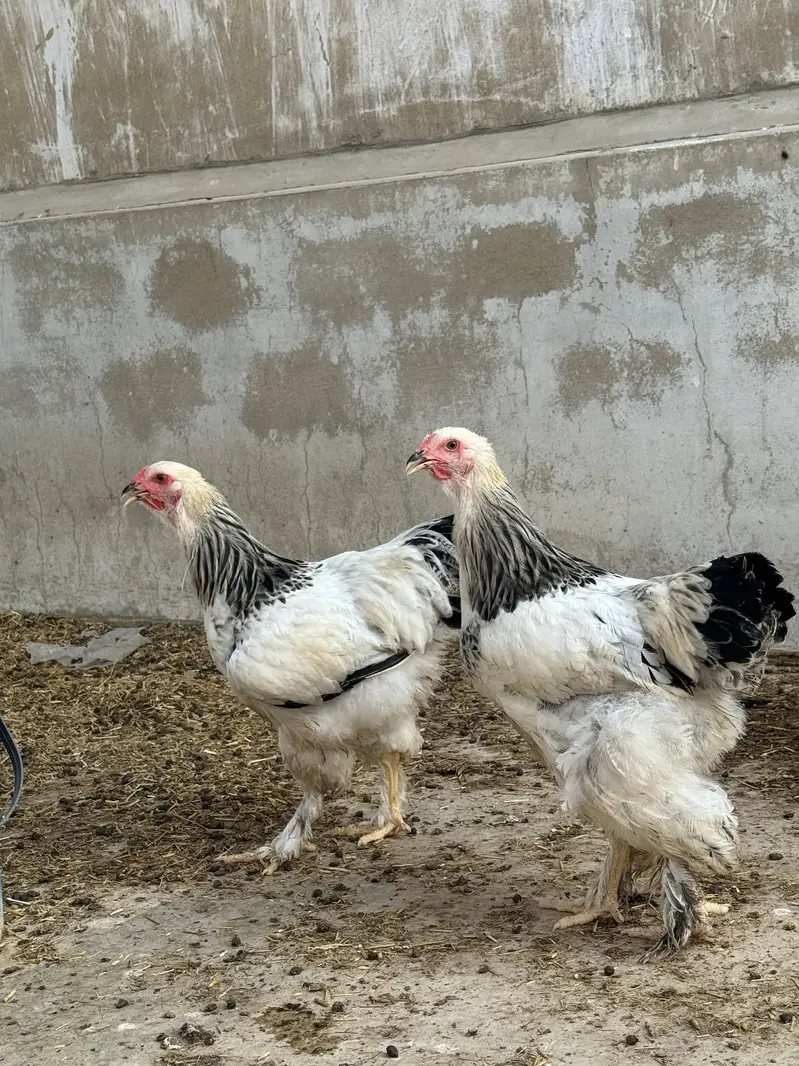 Heavy brahma pair urgent sale — photo 7