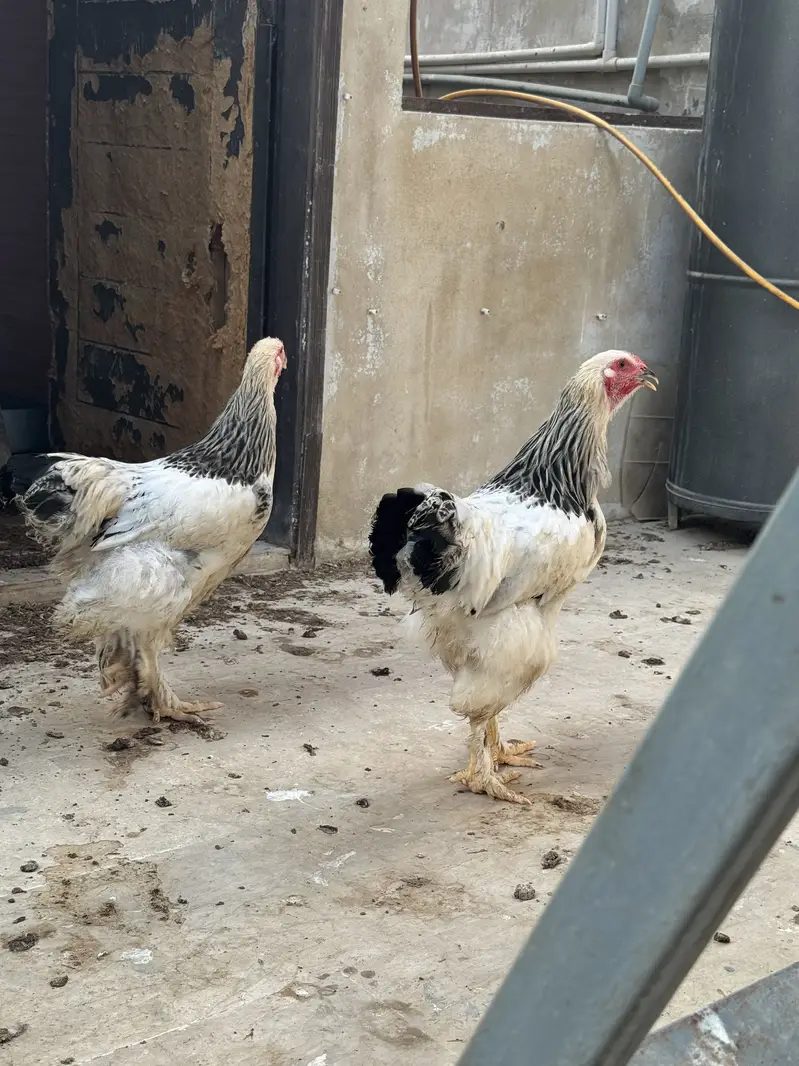 Heavy brahma pair urgent sale — photo 8