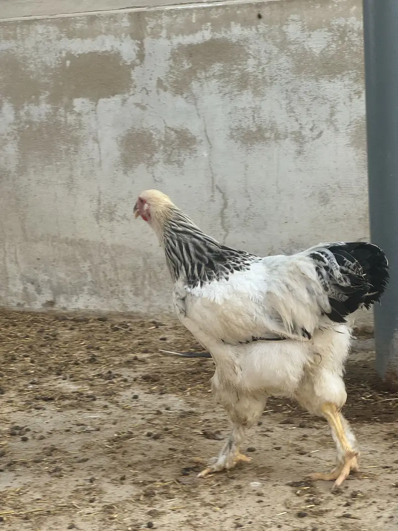 Heavy brahma pair urgent sale — photo 9
