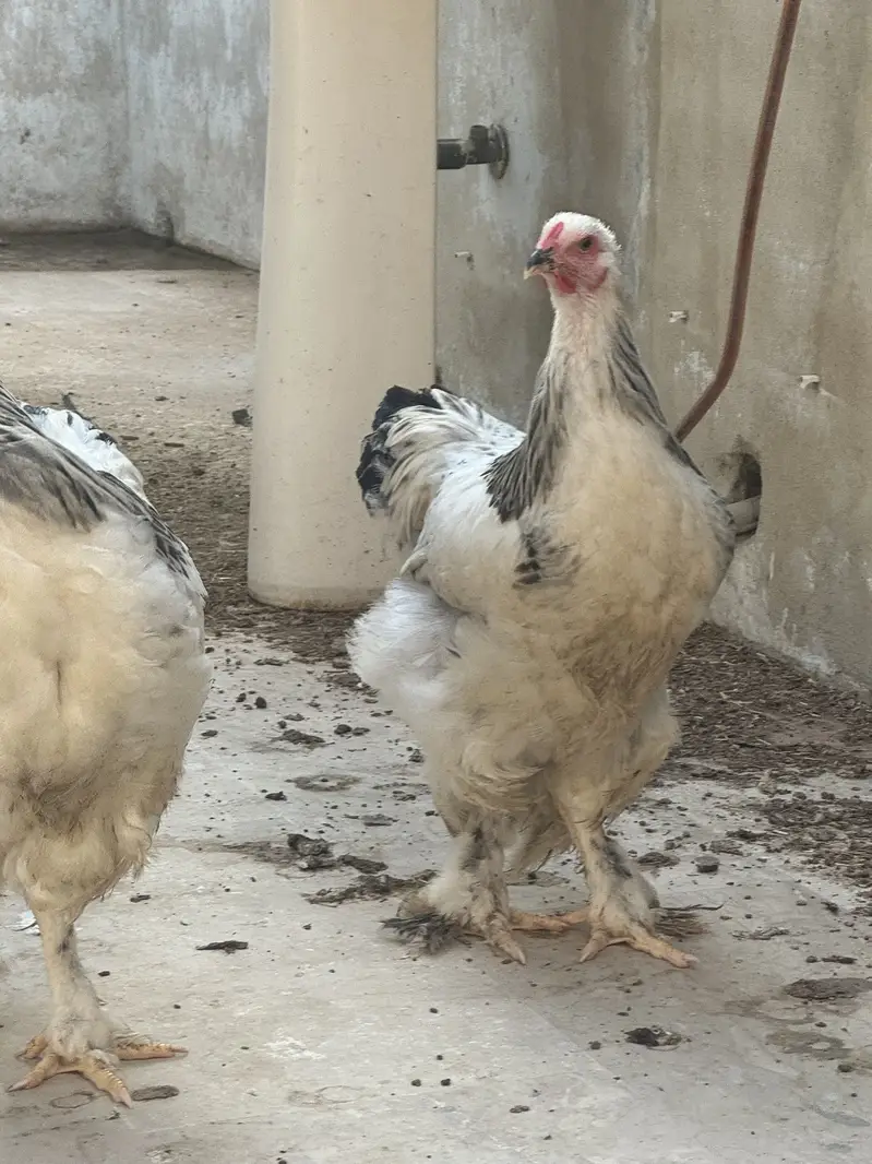 Heavy brahma pair urgent sale — photo 10