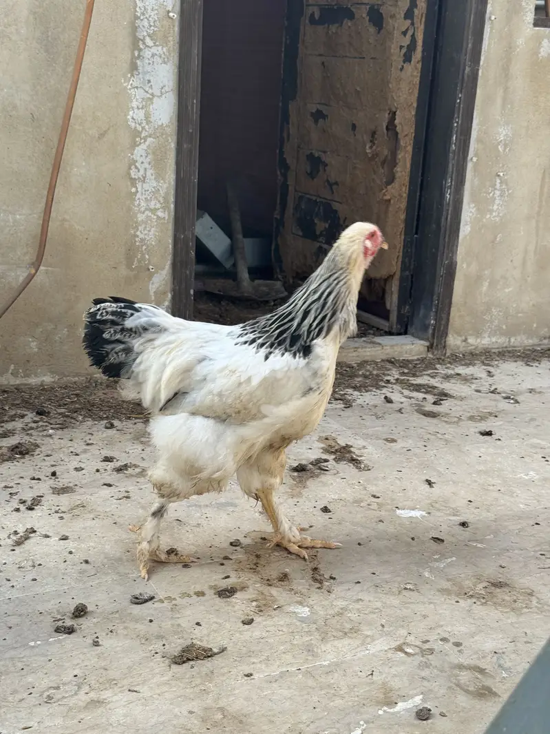 Heavy brahma pair urgent sale — photo 11