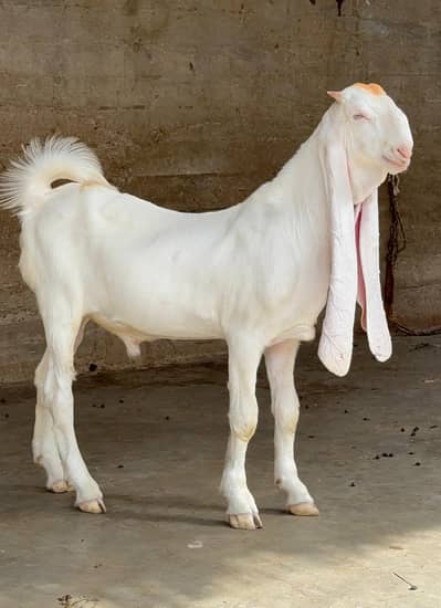 Gulaabi Bakra