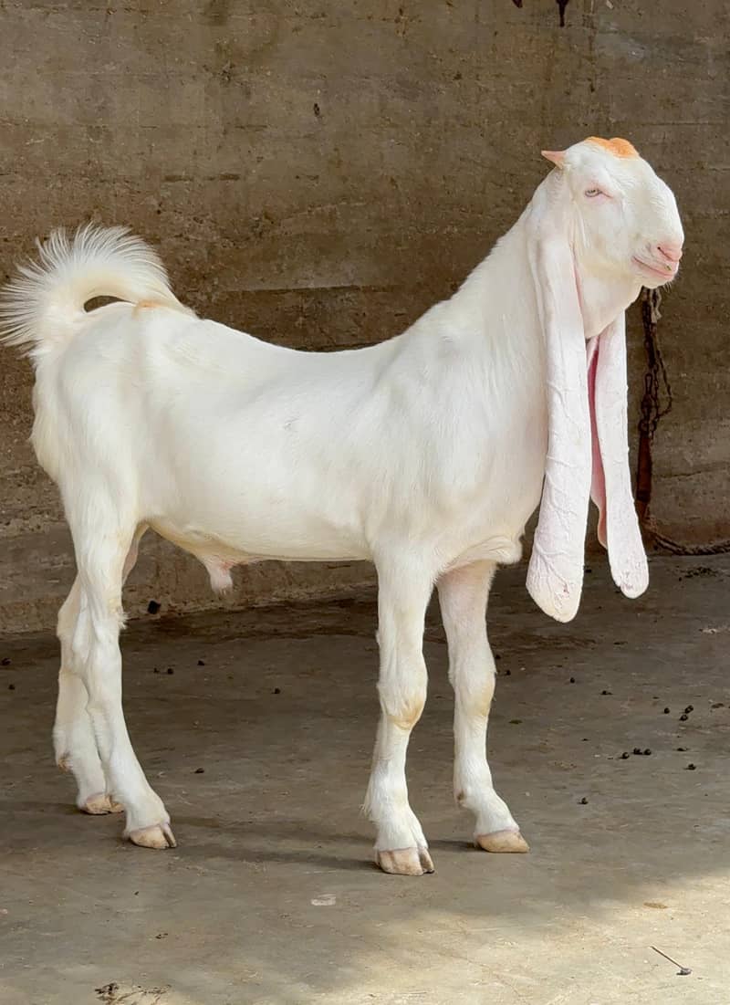 Gulaabi Bakra 0