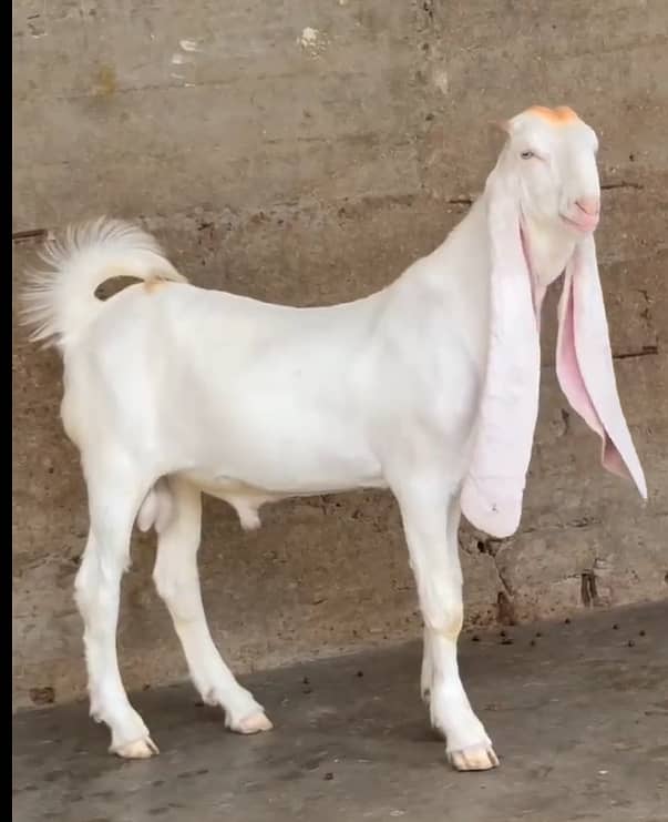 Gulaabi Bakra 1