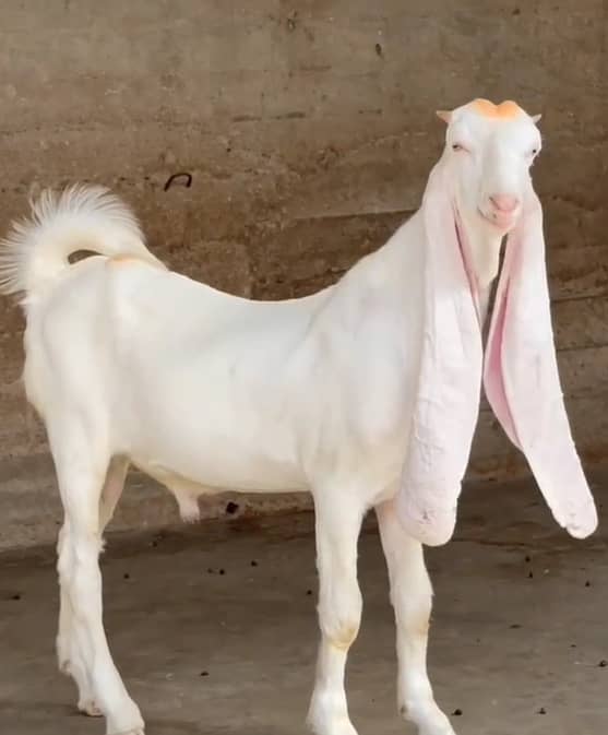 Gulaabi Bakra 2