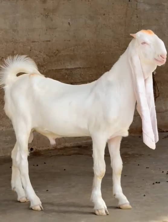 Gulaabi Bakra 3