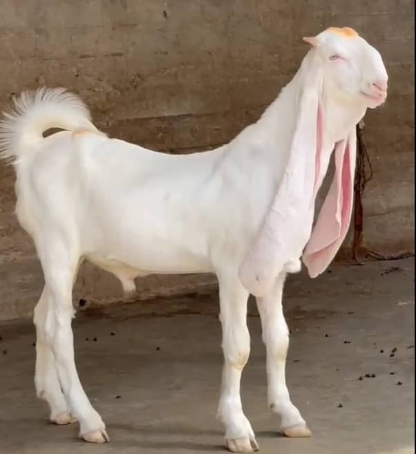 Gulaabi Bakra 4