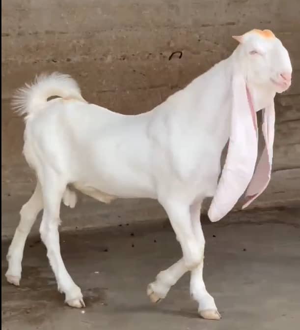 Gulaabi Bakra 5
