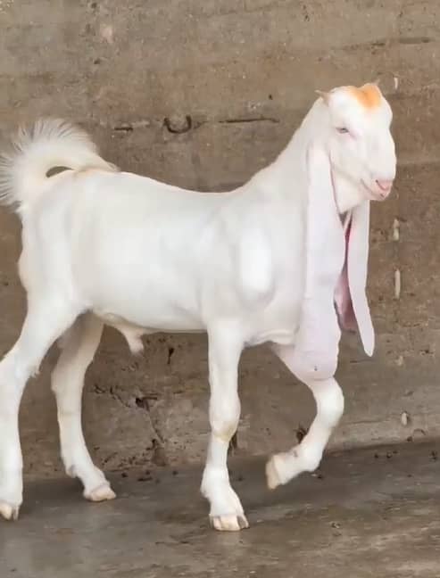 Gulaabi Bakra 6