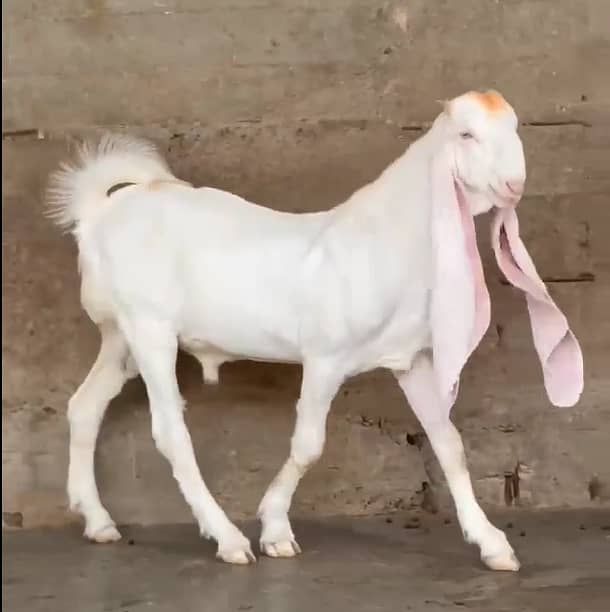 Gulaabi Bakra 7