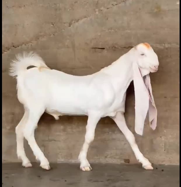 Gulaabi Bakra 8