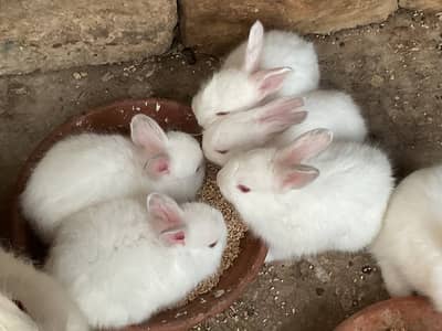 Angora baby bunny rabbits