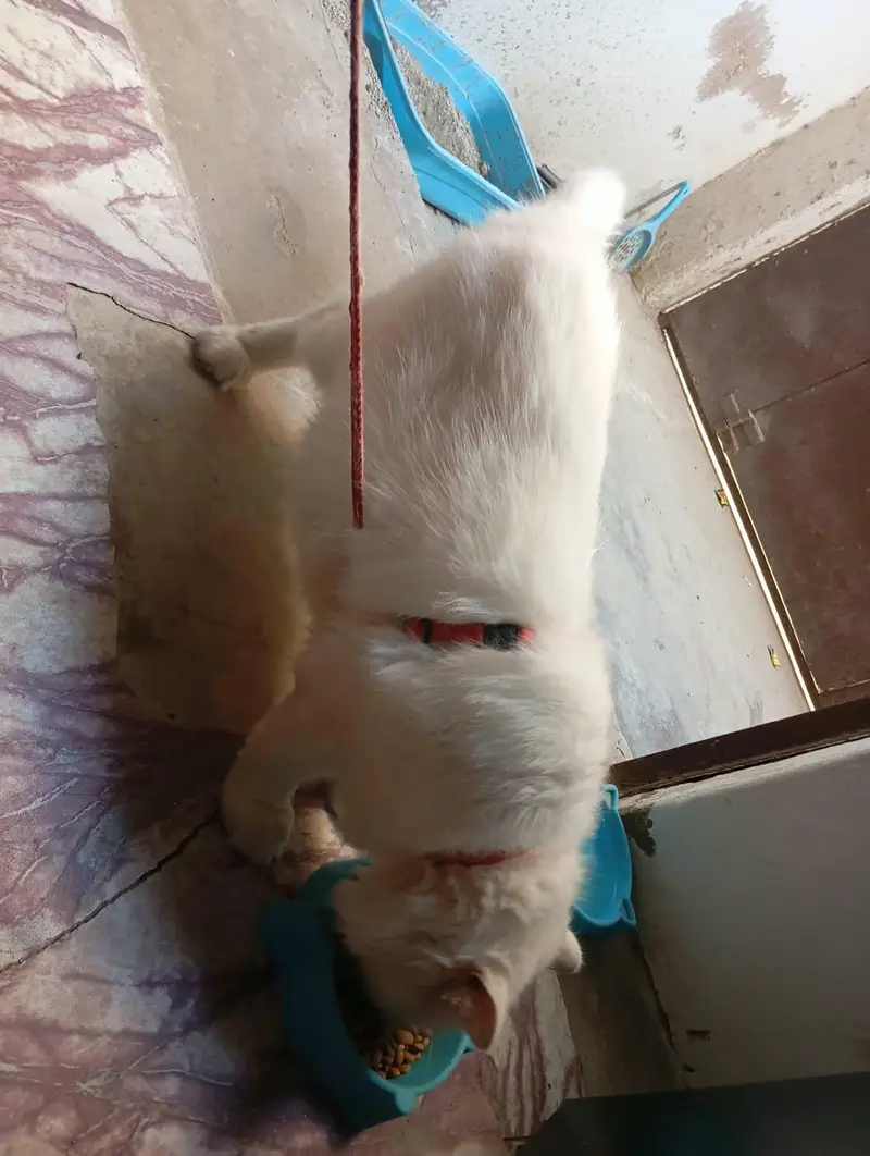 persian female cat — photo 2