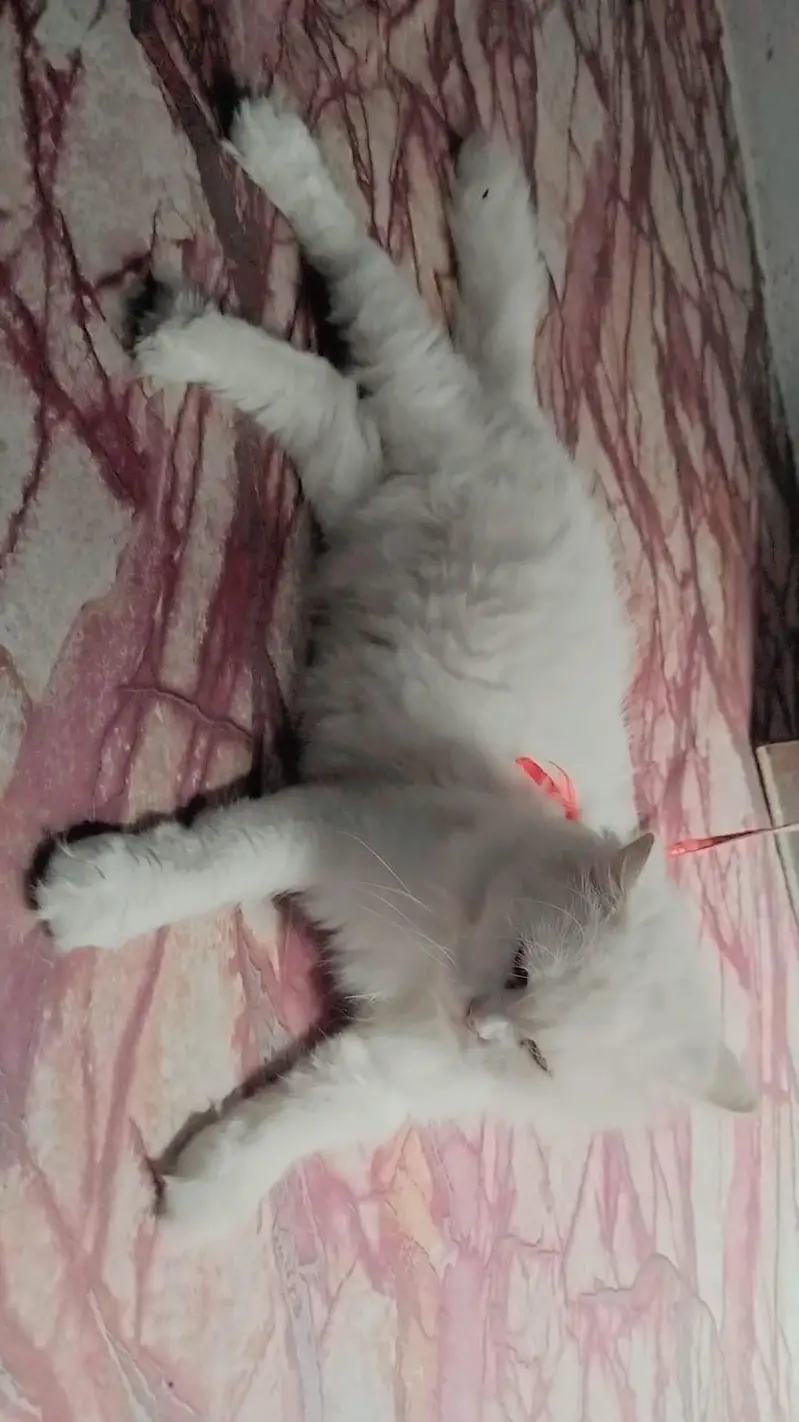 persian female cat — photo 3