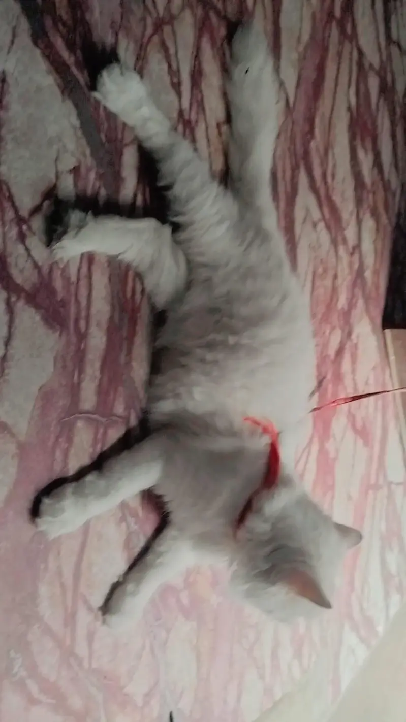 persian female cat — photo 4