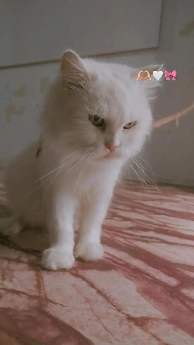 persian female cat — photo 5