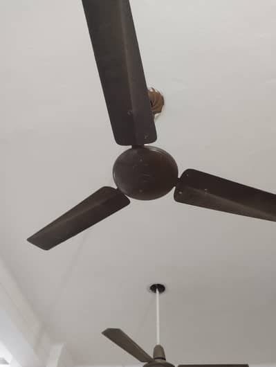 ceiling fan pak fan